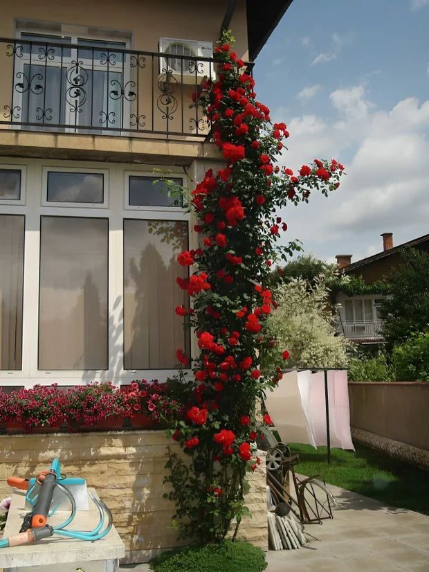 Imported Elegant Climbing Rose Flower Seeds With Free Plant Growth Suplement