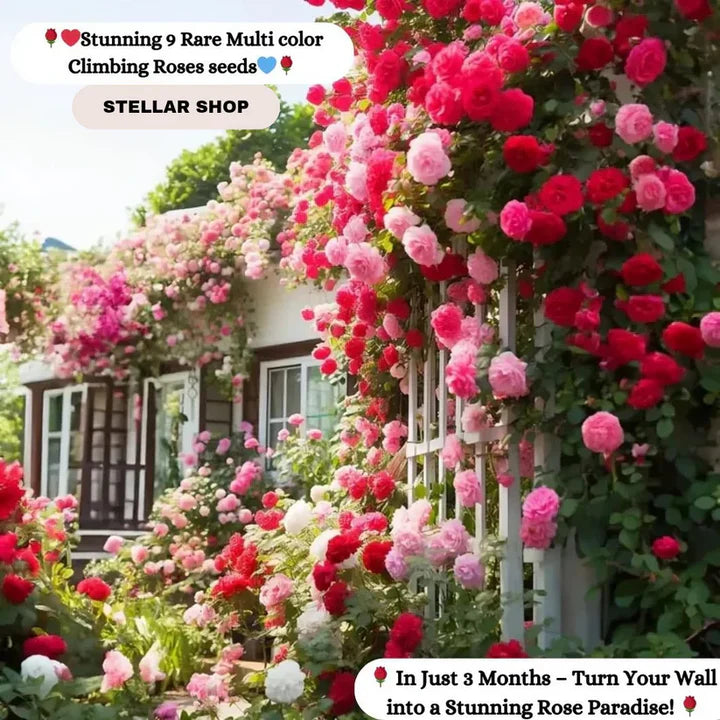 Imported Elegant Climbing Rose Flower Seeds With Free Plant Growth Suplement