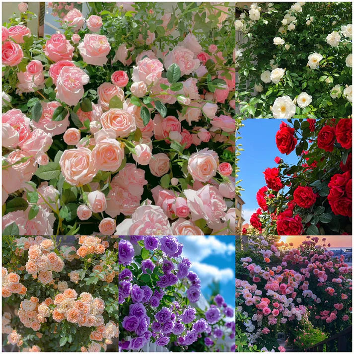 Imported Elegant Climbing Rose Flower Seeds With Free Plant Growth Suplement